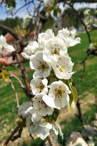 Blossoms of Joy: The Pomegranate Flower