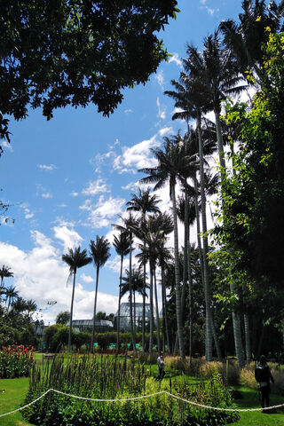 Palmeras Paradise: A Tropical Escape 🌴☀️