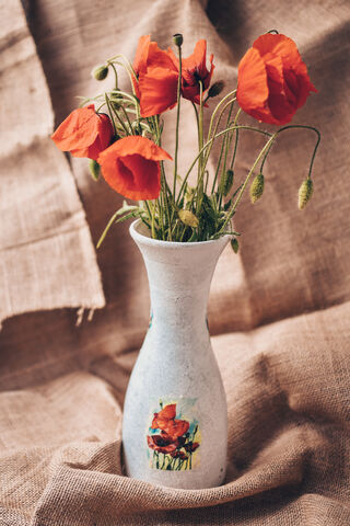 Vibrant Poppies in Bloom 🌺✨