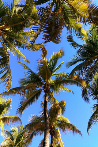 Palmas Paradise: A Trop..