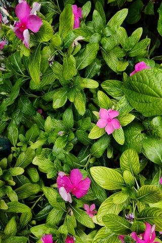 Vibrant Greenery: A Floral Delight 🌿🌸