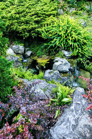 Serenity at the Pond 🌿💧