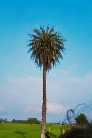 Tropical Serenity: The Majestic Palm Tree 🌴