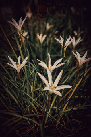 Whispers of Nature: The Beauty of White Blooms 🌼🌿