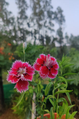 Whispers of Nature: The Paper Flower