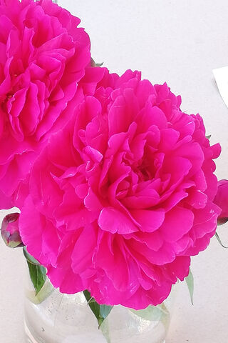 Radiant Peonies: Nature's Pink Marvels 🌸✨