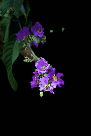 Vibrant Blooms: A Purple Floral Delight 🌸✨