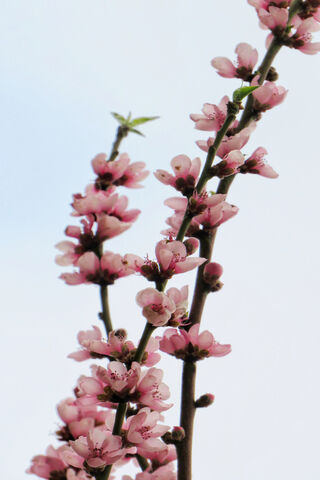 Blossoms of Spring: A Pink Floral Delight 🌸