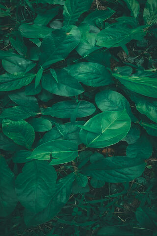 Lush Green Serenity 🌿