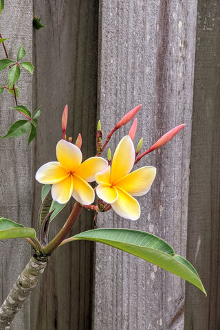 Tropical Serenity: The Plumeria Wave 🌺🌊