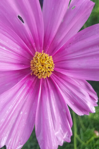 Blossoming Beauty: The Pretty Flower 🌸