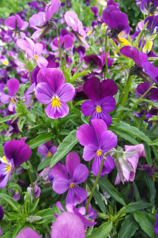 Purple Flowers