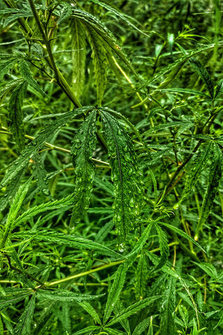 Nature's Refreshing Embrace 🌿💧