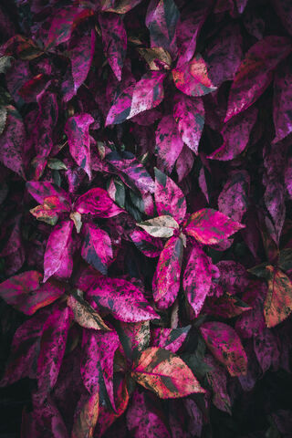 Vibrant Hues of Nature 🌿💜