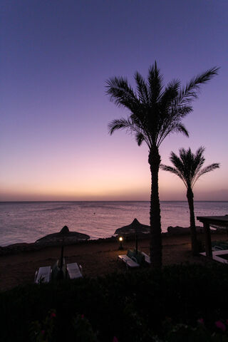 Twilight Serenity: The Purple Palm Oasis 🌴🌅