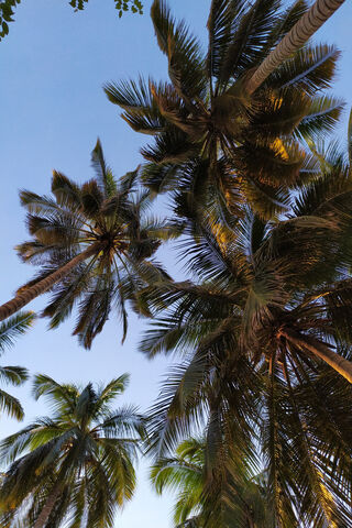 Palmas Paradise: A Tropical Escape 🌴✨