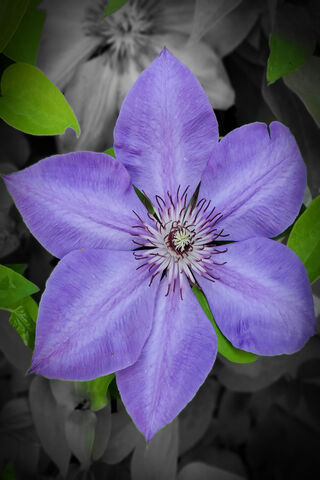 Majestic Purple Pansy: Nature's Elegant Charm 🌸💜