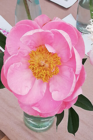 Blossoming Beauty: The Peony's Charm 🌸✨