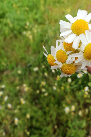 Papatya: Nature's Cheerful Embrace 🌼