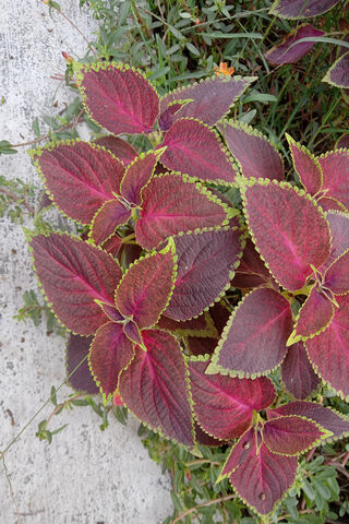 Vibrant Foliage: Nature's Color Palette 🌿✨