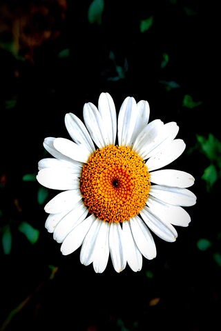Papatya: The Charming Daisy 🌼