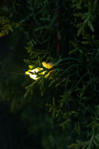 Glow of Nature: Illuminating Greenery 🌿✨