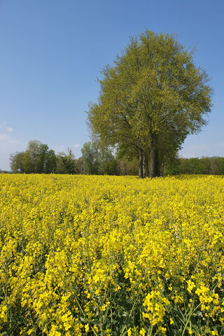 Printemps