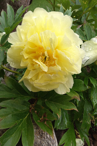 Golden Elegance: The Radiant Peony 🌼✨