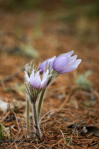 Prairie Crocus