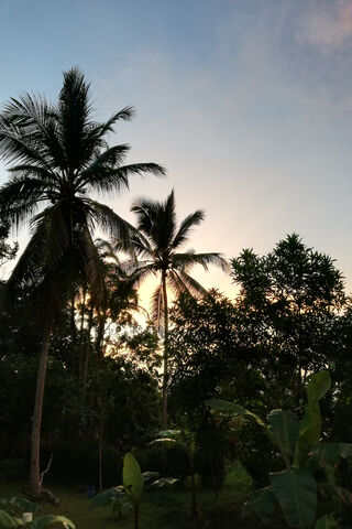 Palmas: A Tropical Serenity 🌴✨