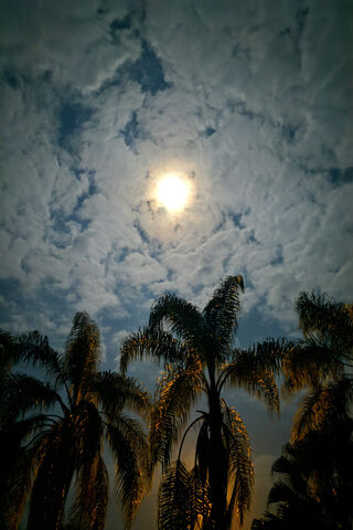Moonlit Palms: A Tropical Dream 🌴🌙