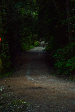 Whispers of the Quite Walk 🌲✨