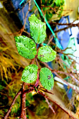 Rain Drops