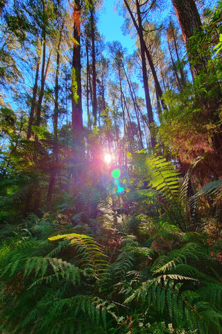Sunlit Serenity in the Rainforest 🌞🌿