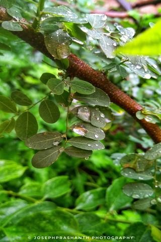 Nature's Refreshing Embrace 🌧️🍃