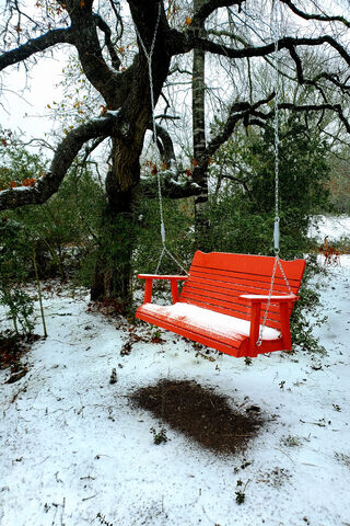Winter's Embrace on the Redwood Swing ❄️🌲