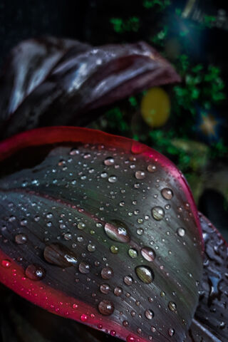 Nature's Crystal Gems: Raindrops on Leaves 🌧️💧