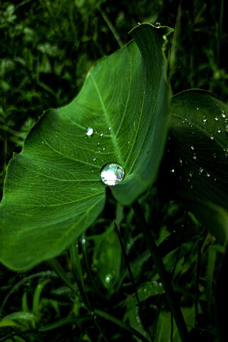 Raindrop