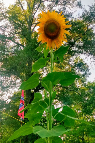 Southern Sunshine: The Bold Redneck Sunflower 🌻