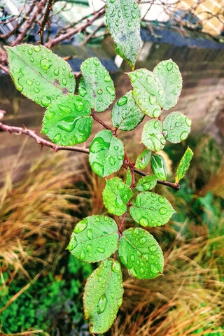 Rain Drops
