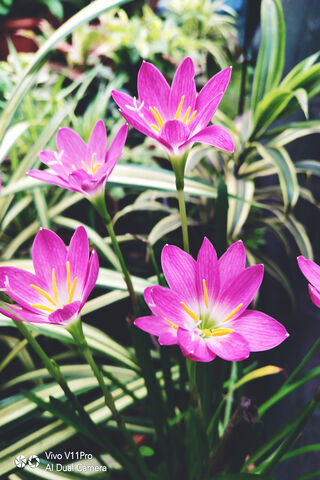 Radiant Blooms: The Charm of Red Lilies 🌸✨