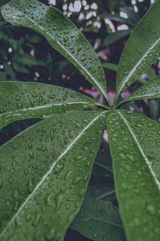 Rainy Leaf