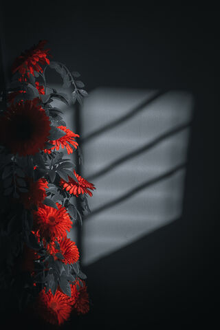 Redflower Sunlight