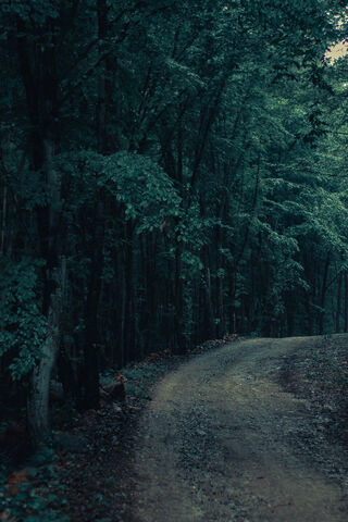 Road In Forest