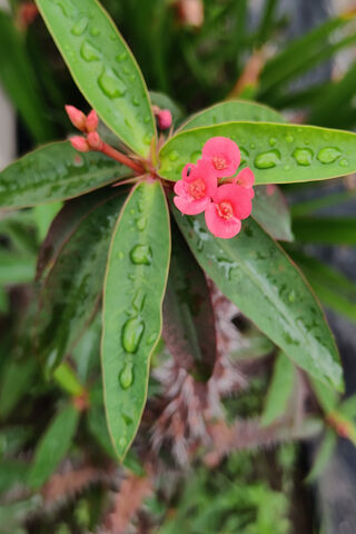 Nature's Refreshing Embrace 🌧️🌿