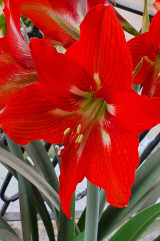 Radiant Red Lilium: Nature's Bold Beauty 🌺