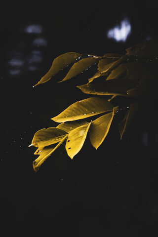 Rain Drops HAH
