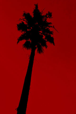 Crimson Majesty: The Red Palm 🌴❤️