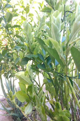 Nature's Mirror: A Lush Reflection