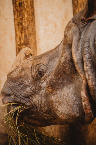 Gentle Giant: The Rhino's Resilience 🦏💚